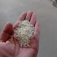 برنج طارم هاشمی