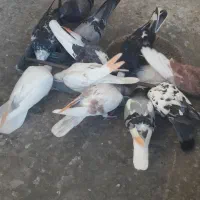 کفتر یکجا دونه ۱۵۰تومان