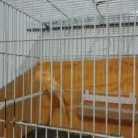 جفت قناری معاوضه با عروس|پرنده|بیرجند, |دیوار