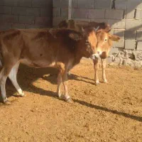 فروش گوساله نر و یک راس گاو ماده آبستن|حیوانات مزرعه|بندرعباس, |دیوار
