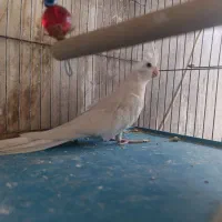 عروس هلندی نروماده