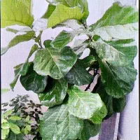 گل فیکوس لیراتا