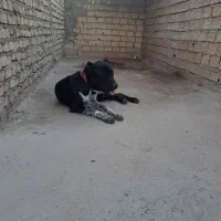 سگ قهدرجونی سرابی