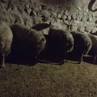 میش داشتی آبستن|حیوانات مزرعه|کوهدشت, |دیوار