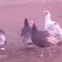 ۶عدد بوقلمون دونه ای ۲۶۰۰