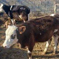 دو عدد تلیسه تخت فروش فوری