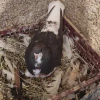 خوشرنگ قهوه ای ماده شهری