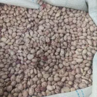 حبوبات عدالت|خوردنی و آشامیدنی|تهران, سلسبیل شمالی|دیوار