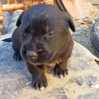 واگذاری|سگ|بجنورد, |دیوار