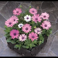 بذر باغچه و باغ ،کود،