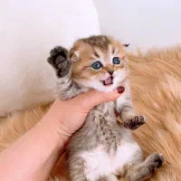 زیباترین و اصیل ترین گربه ها و باشجره|گربه|شیراز, نیایش|دیوار