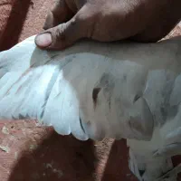 سار قزوینی|پرنده|نیشابور, هفده شهریور|دیوار