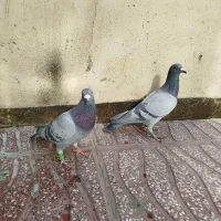 کبوتر پلاکی