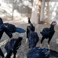 جوجه لاری  به همراه مرغ لاری (آلمانی)