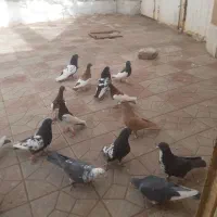 کفترنرسوراخ زرند