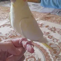 عروس هلندی
