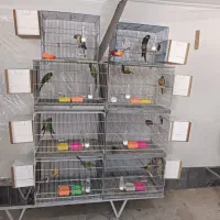 مولد گرینچیگ|پرنده|قم, نخودی|دیوار