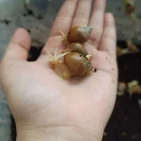 حلزون کوچولو