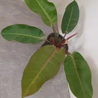 گلها فروشی|گل و گیاه طبیعی|خاش, |دیوار