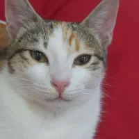 واگذاری گربه