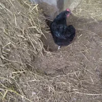 مرغ سالم و سرحال