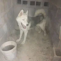 وقت بخیر هاسکی سالم  و زیبا واگذار می شود|سگ|گله دار, |دیوار