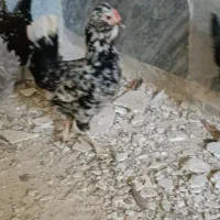 مرغ گلین گپی اصل