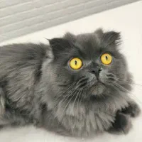 گربه اسکاتیش فولد لانگهِر Scottish Fold Longhair|گربه|پاوه, |دیوار