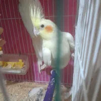 عروس هلندی فروشی