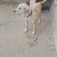 ماده و توله ماده|سگ|کمیجان, |دیوار