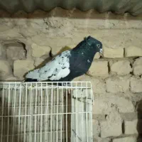 یک عدد کفتر سینه سیا