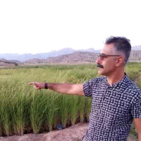 پخش انواع برنجهای ایرانی مستقیم از شالیزارهای شمال