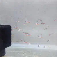 بار جدید ماهی رسید|ماهی|بیرجند, |دیوار