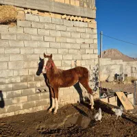 کره نریان سهیل حیدر