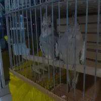 عروس هلندی جفت مولد معاوضه دارم