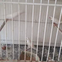 فنچ مرغ عشق عروس هلندی ماده