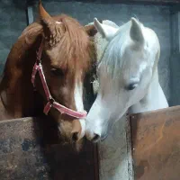 خریدوفروش اسب(چک صیادی)