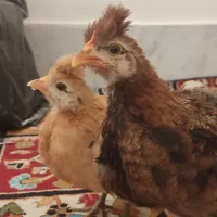 جوجه ، مرغ ، خروش