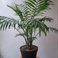 گلهای آپارتمانی