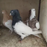 ماده بهئونی کله طوقی