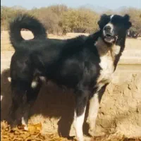 سگ ماده درجه ۱