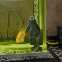 کت فیش(لجنخوار)