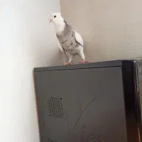 کبوتر طوقی|پرنده|بروجن, |دیوار