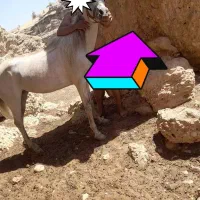 اسب|اسب و تجهیزات اسبسواری|برازجان, |دیوار