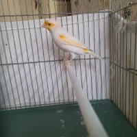 نرموزاییکی‌مست