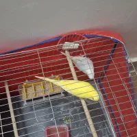 یک جفت مرغ عشق