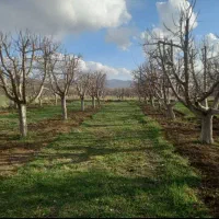 هرس.چال کود.بیل زدن انواع درخت