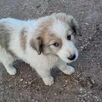 توله نر|سگ|خوسف, |دیوار