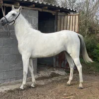 مادیان کرد 5 سال درشت دولا فقیر ارام شکم خالی|اسب و تجهیزات اسبسواری|رشت, حومه رشت|دیوار