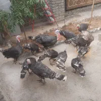 فروش بوقلمون